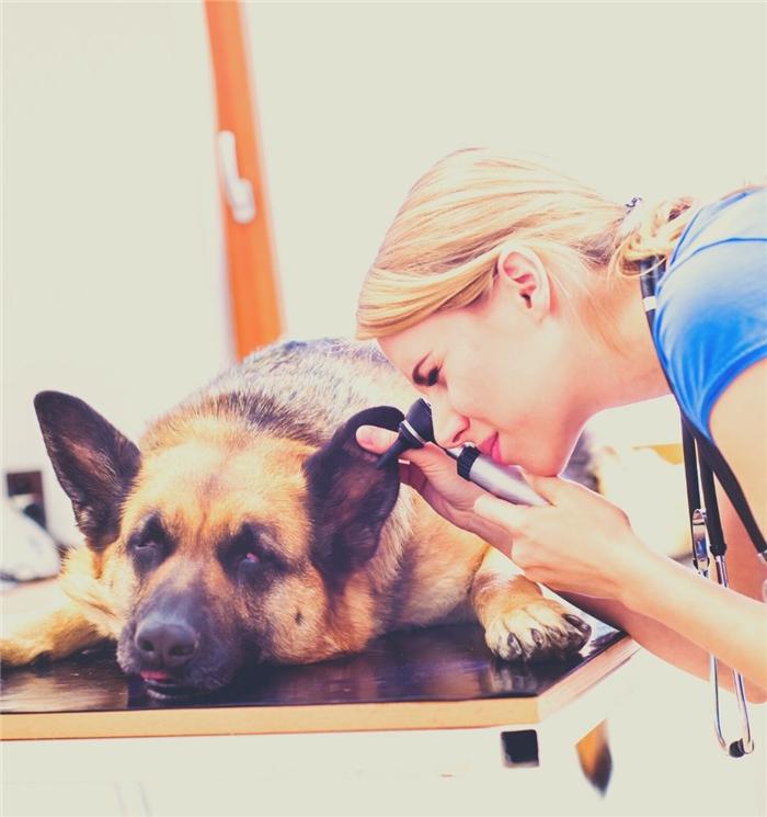 Лучшие профессии для эмпатов-ветеринаров | Самостоятельная работа для эмпатов | Как заработать деньги как эмпат