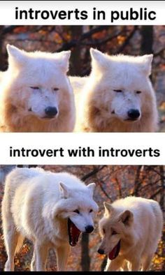 Король Броуди |Introvert Party Meme |Funny Introvert Quotes Introvert