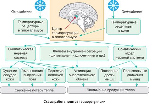 Адаптация организма: как это происходит?