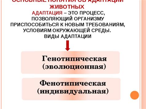 Адаптация собаки к новым условиям