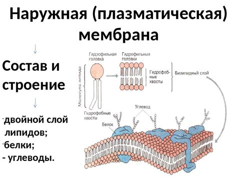 Адаптивные функции клеточной мембраны бактерий