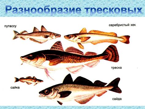 Акулы-мусорщики: роль в экосистеме Адриатического моря