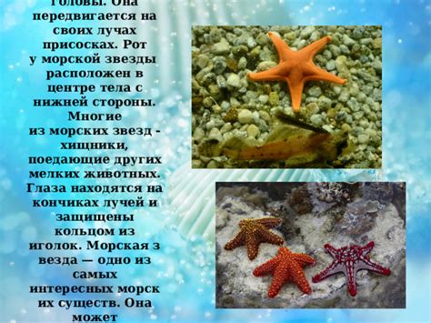 Альтернативные способы изучения морской звезды