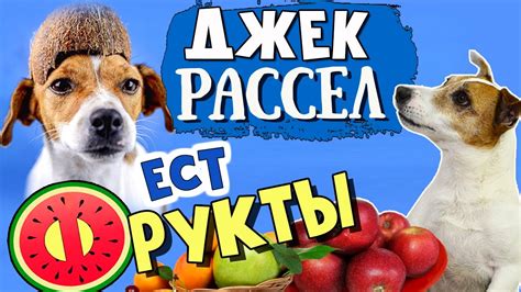 Альтернативные фрукты для Джек Рассел