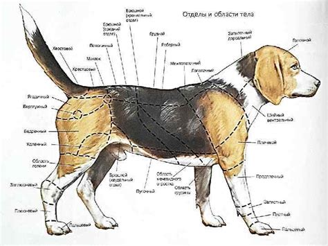 Анатомия бигля