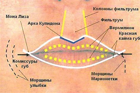 Анатомия губ и их роль в процессе питья