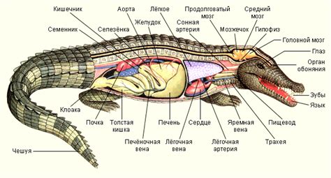 Анатомия крокодила