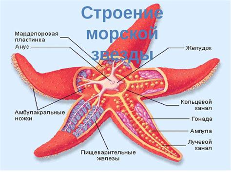 Анатомия морской звезды