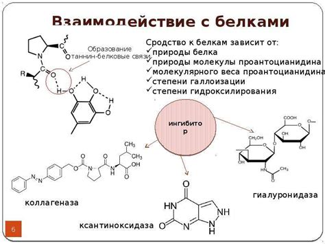 Антиоксидантное действие для организма