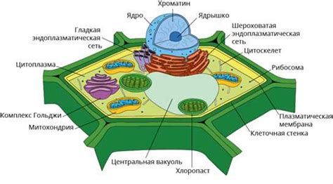 А что на самом деле такое клеточная стенка?