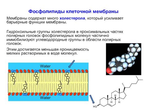 Барьерные функции клеточной мембраны