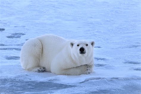 Белые медведи: крупнейшие хищники Арктики