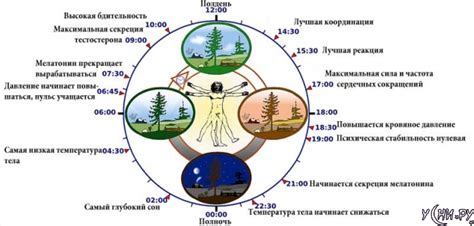 Биологические особенности зайцев в влияют на сон