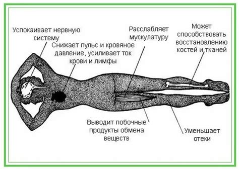 Биологический механизм воздействия массажа на давление