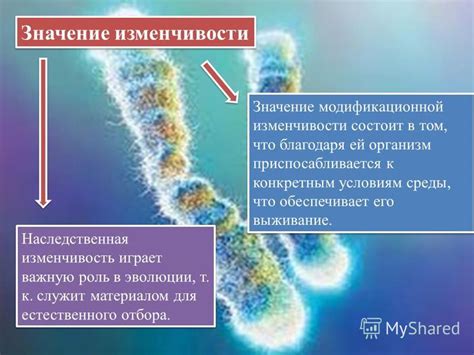 Биологическое значение модификационной изменчивости