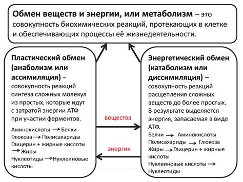 Благоприятно влияют на обмен веществ