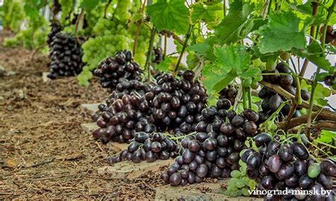 Благоприятные и неблагоприятные условия для выращивания винограда