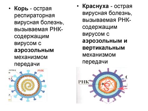 Важность диагностики краснухи