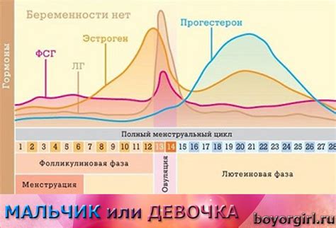 Важность измерения уровня эстрогена