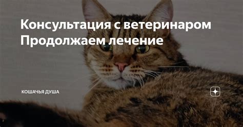 Важность консультации с ветеринаром