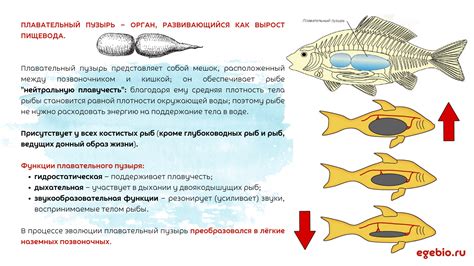 Важность плавательного пузыря в питании костных рыб