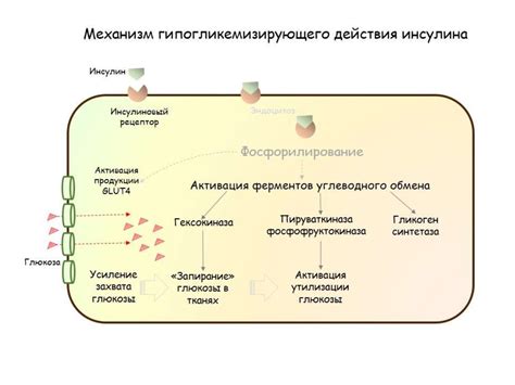 Важность хрома для образования инсулина