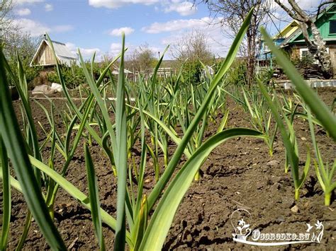 Важные нюансы при посадке чеснока после горчицы