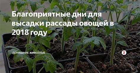 Важные факторы для успешной высадки рассады в 2017 году