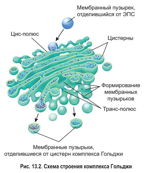 Взаимодействие комплекса Гольджи с другими органеллами