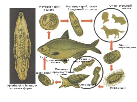 Виды глистов, обнаруживаемых в речных рыбах