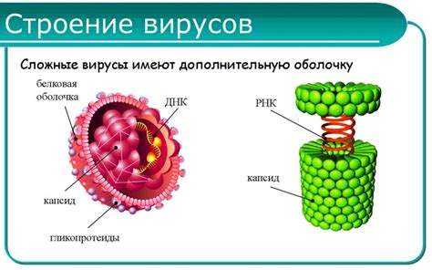 Вирусы в мире растений