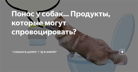 Витамины, которые могут вызывать понос у собак