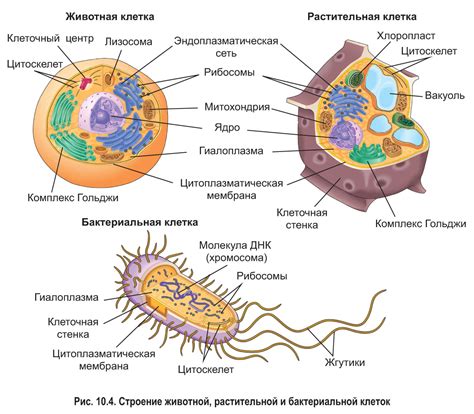 Вкратце о клеточной структуре животных и включениях