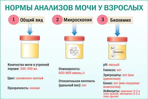 Влияет ли употребление жидкости на скорость прохождения анализа мочи?