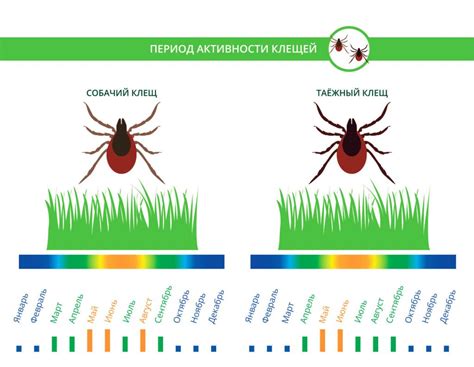 Влияние активности клещей на возможность купания
