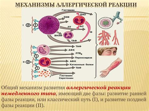 Влияние аллергенов на сосуды