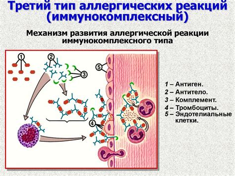 Влияние аллергических реакций на общее самочувствие и различные органы в организме