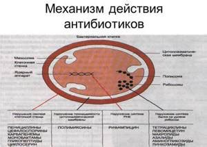 Влияние антибиотиков на редукторную аксонную формулу