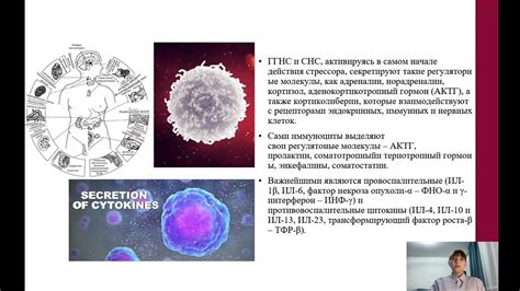 Влияние арбуза на иммунную систему