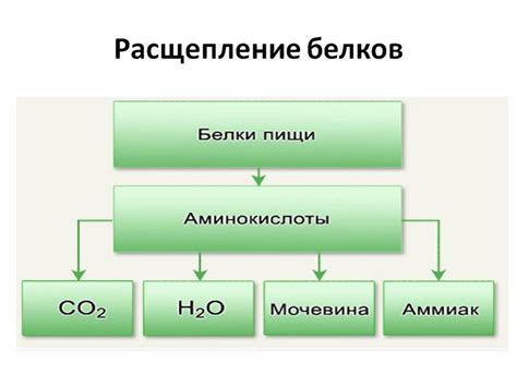 Влияние белков и аминокислот на организм