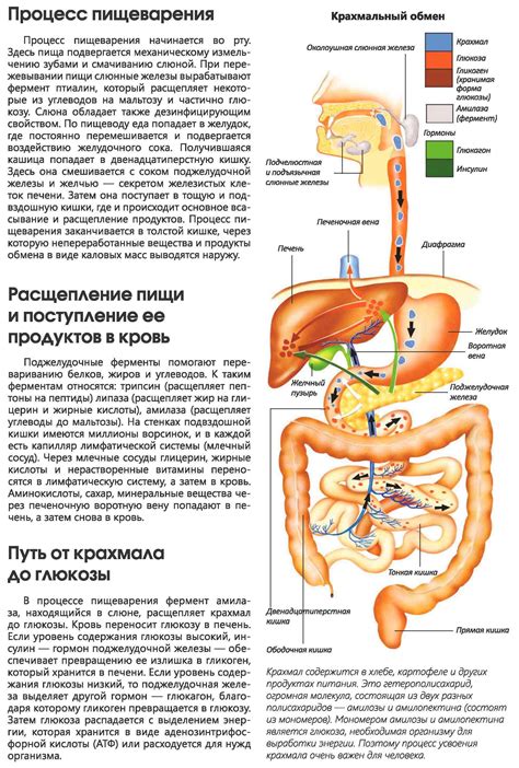 Влияние витамина Д3 на пищеварительную систему