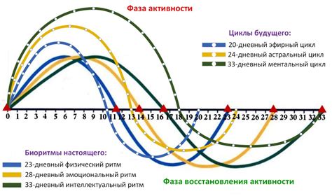 Влияние внутренних факторов на биоритмы