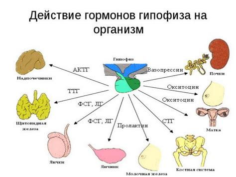 Влияние гормонов на различия в мозговой активности