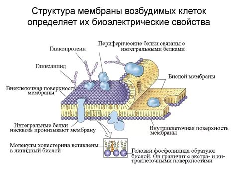 Влияние клеточной мембраны на патогенные свойства бактерий