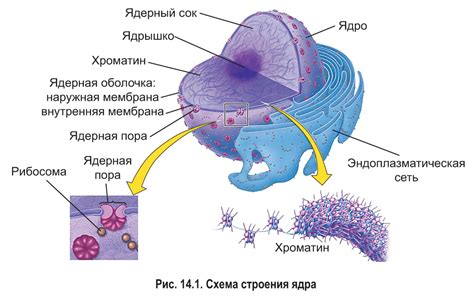 Влияние наличия ядра у бактерий на их эволюцию