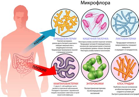 Влияние на микрофлору организма