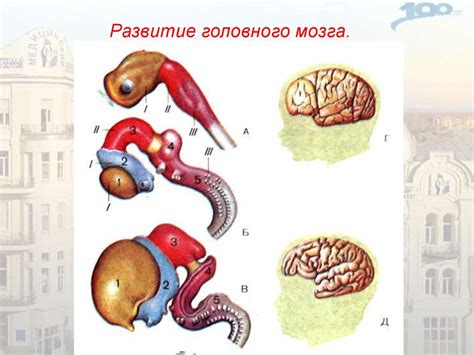 Влияние на нормальное развитие мозга и эмоциональную стабильность