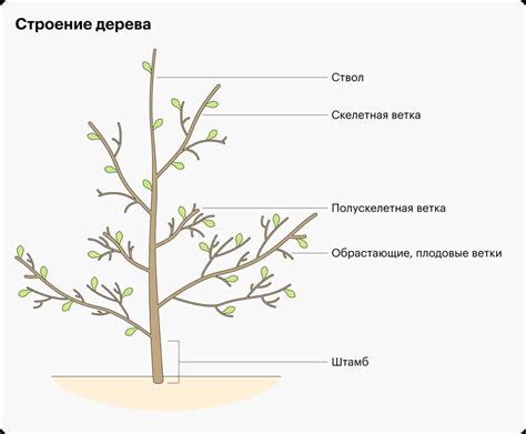 Влияние обрезки на рост и развитие растения