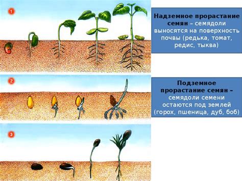 Влияние песка на рост и развитие растений