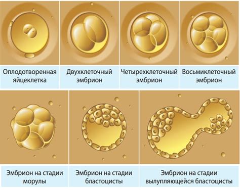 Влияние полисорба на развитие эмбриона